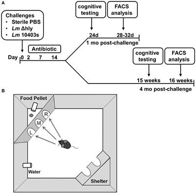 Progressive cognitive impairment after recovery from neuroinvasive and non-neuroinvasive Listeria monocytogenes infection